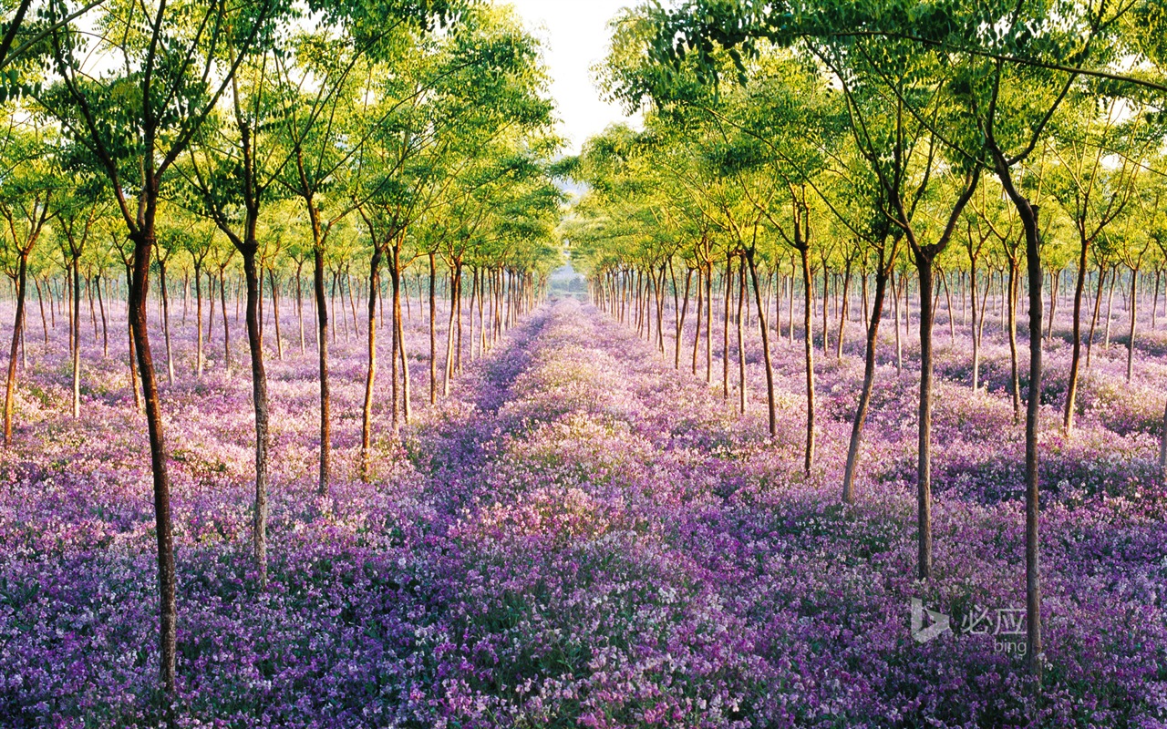 04. 2014 Bing HD tapety na plochu #37 - 1280x800