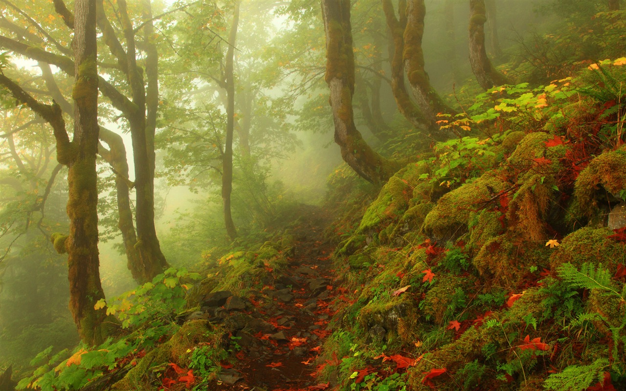 雾的秋天，红叶树木，高清壁纸4 - 1280x800