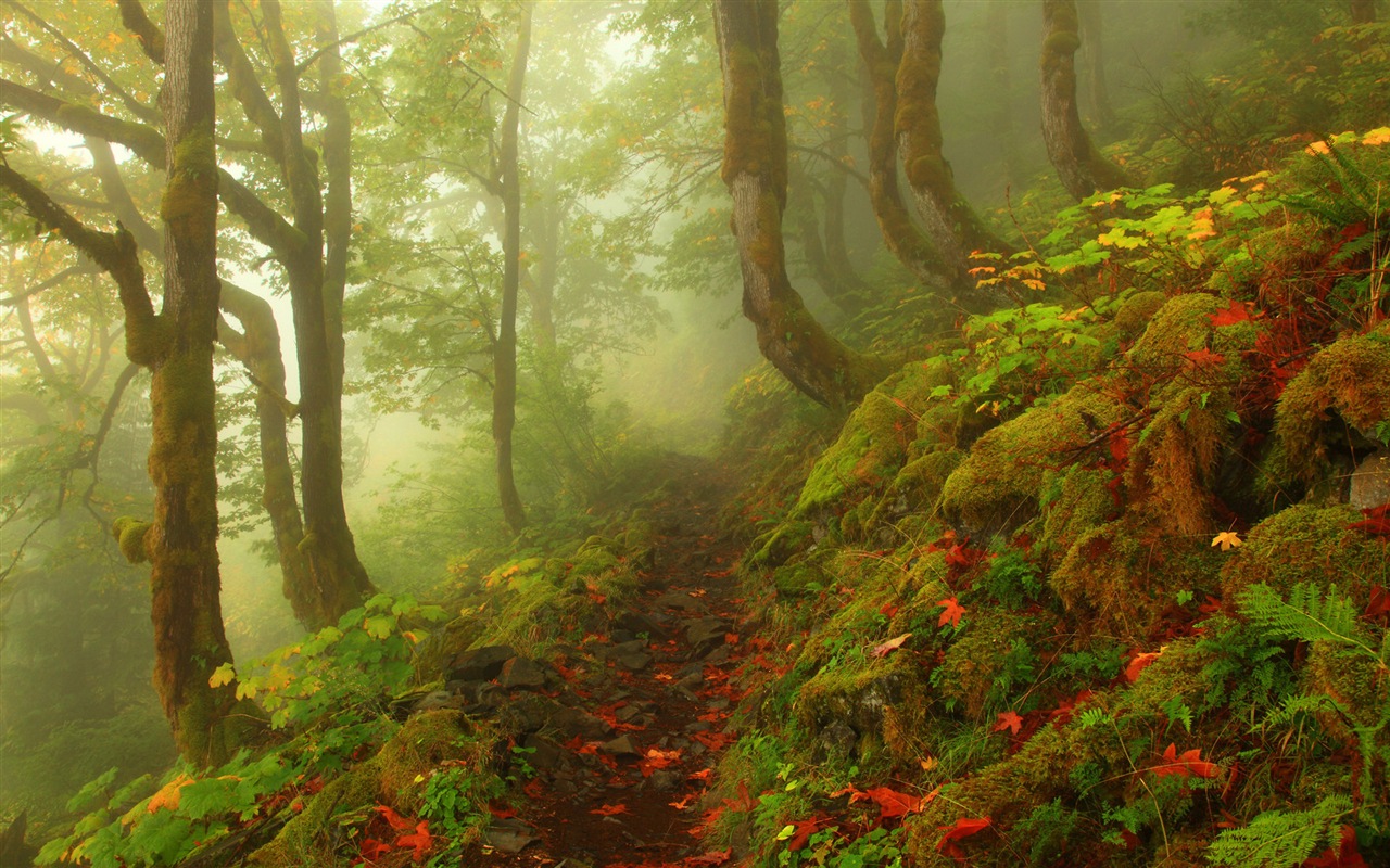 Foggy podzimní listí a stromy HD Tapety na plochu #4 - 1280x800