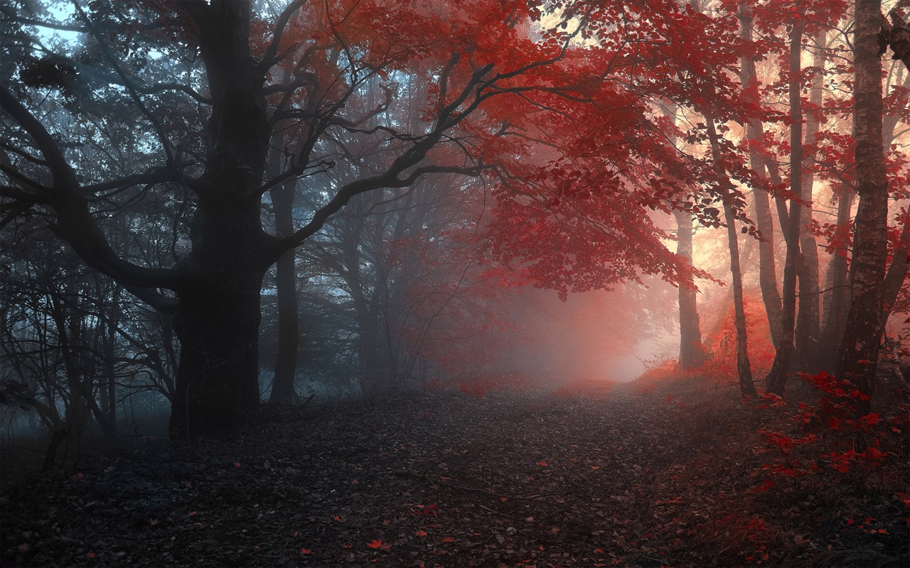 雾的秋天，红叶树木，高清壁纸7 - 1280x800