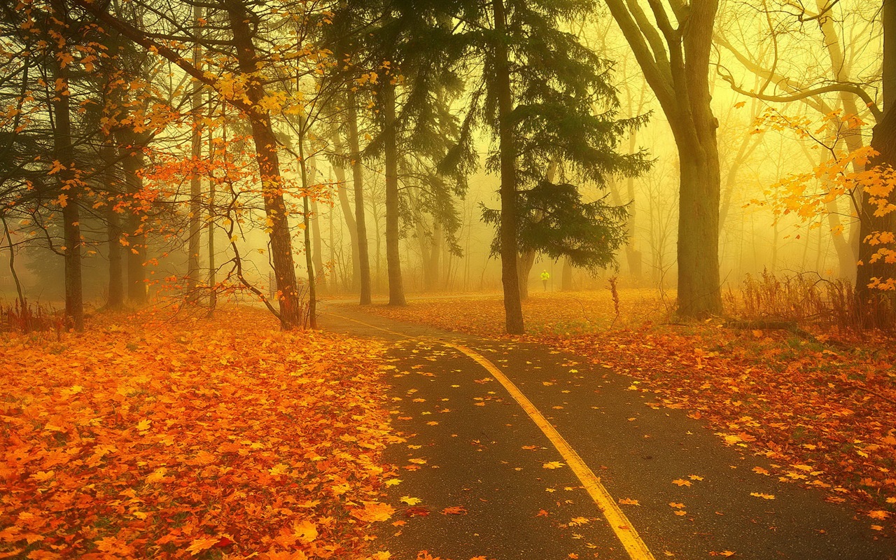 霧的秋天，紅葉樹木，高清壁紙 #8 - 1280x800