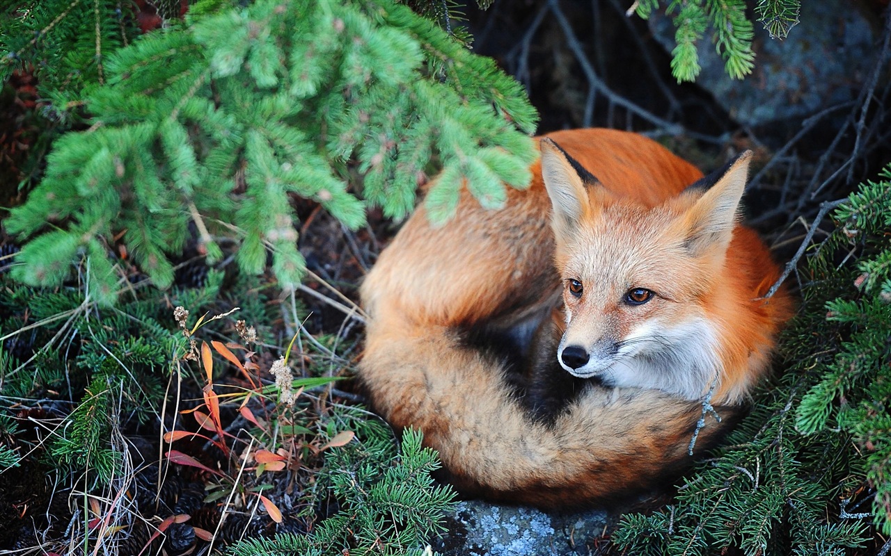 Animales de cerca, fondos de pantalla de alta definición de zorros lindos #3 - 1280x800