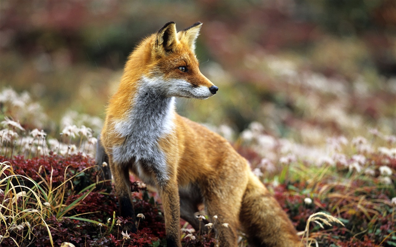 Animaux en gros plan, mignon fonds d'écran HD de renard #5 - 1280x800