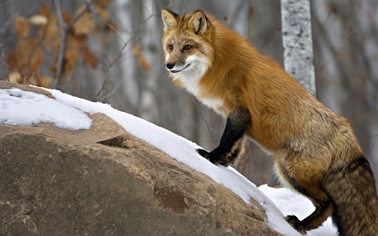 动物特写，可爱的狐狸 高清壁纸10 - 1280x800