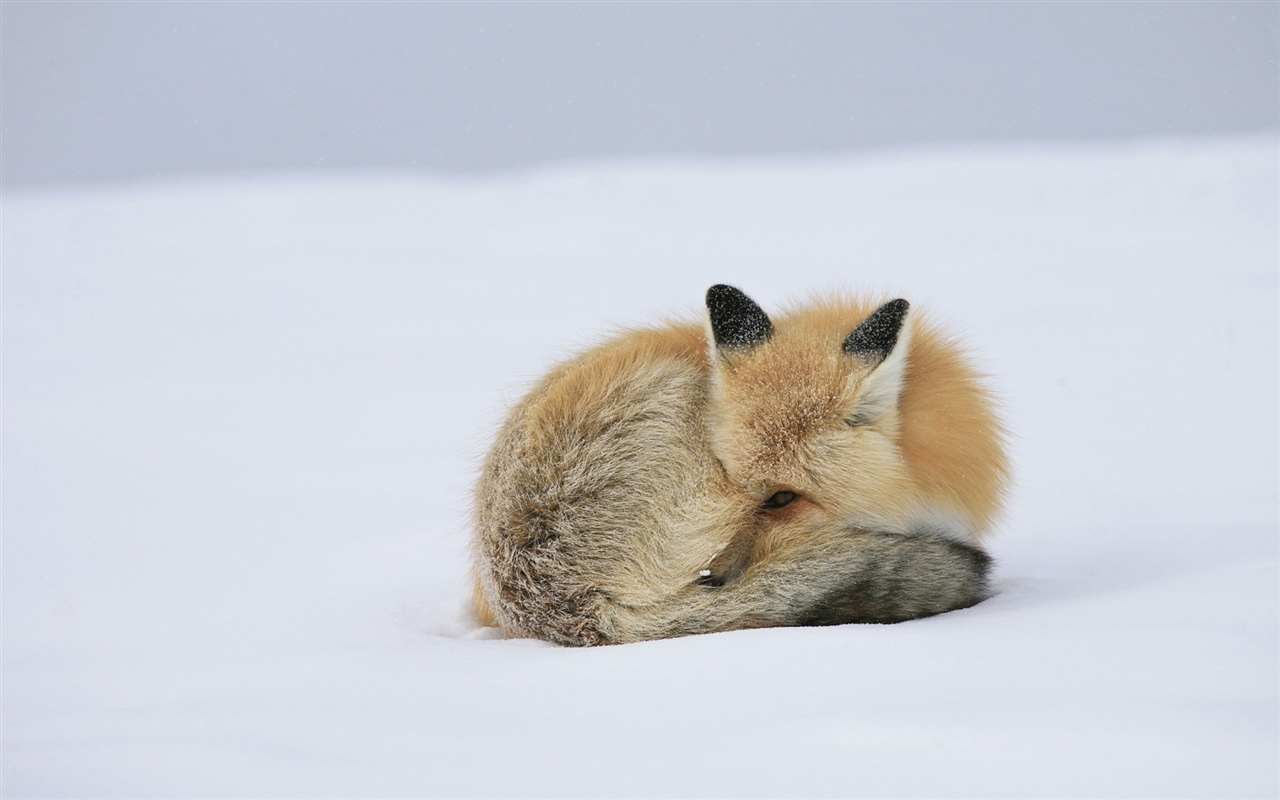 Živočišných detailní, roztomilých fox HD tapety na plochu #11 - 1280x800