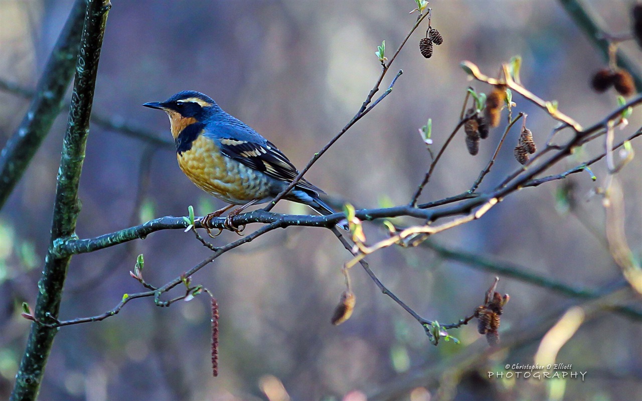 會飛的動物，鳥兒 高清壁紙 #1 - 1280x800