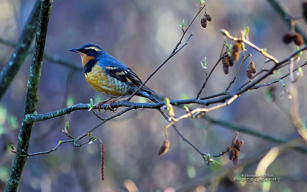 Létající zvířata, ptáci HD tapety na plochu #1 - 1280x800