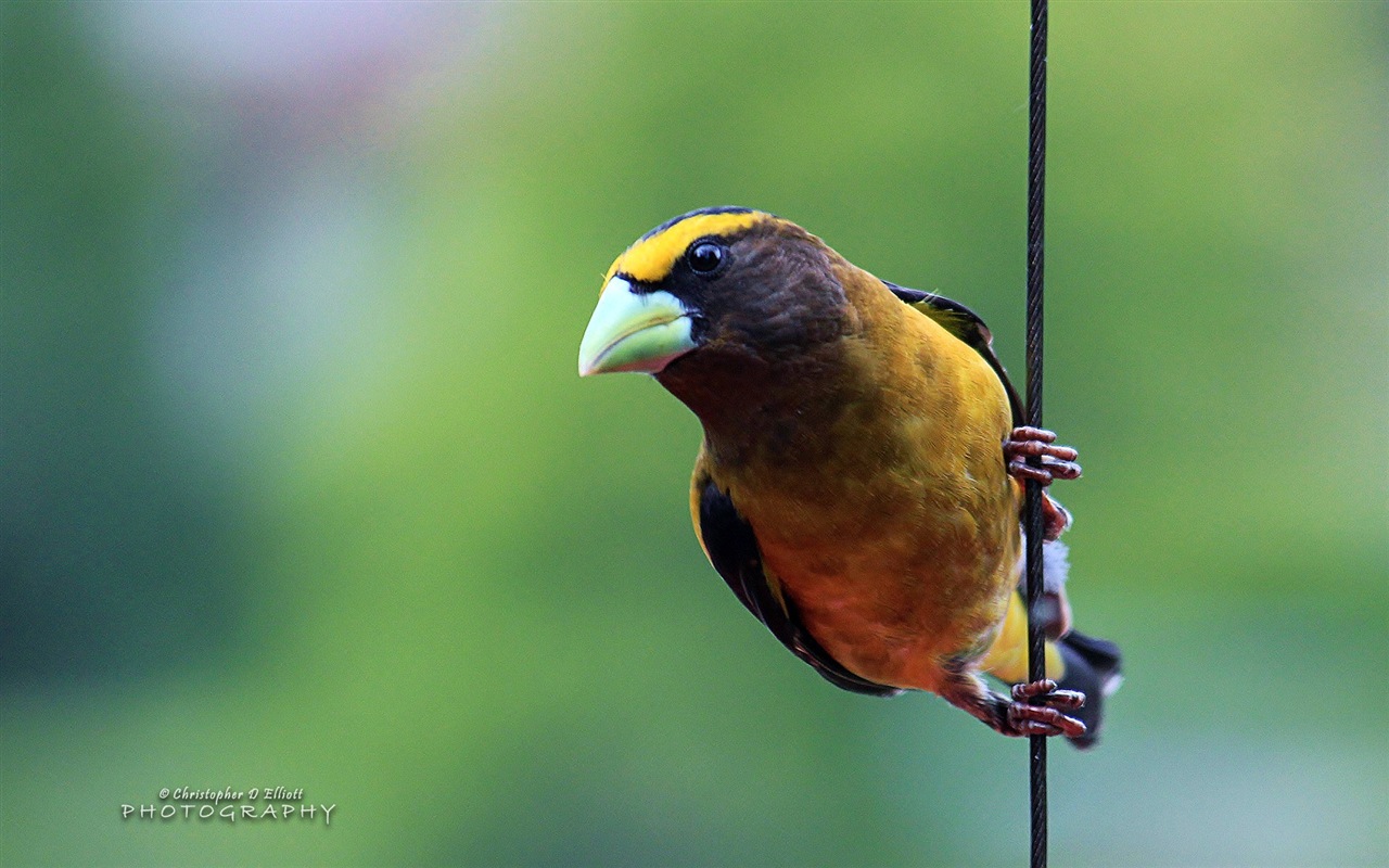 Fondos de pantalla de animales que vuelan, las aves de alta definición #2 - 1280x800