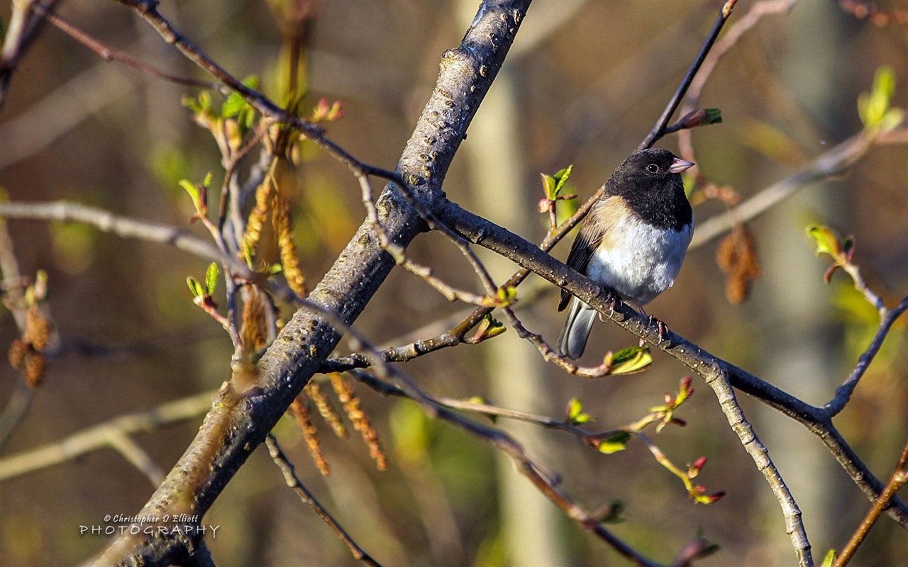 Létající zvířata, ptáci HD tapety na plochu #3 - 1280x800