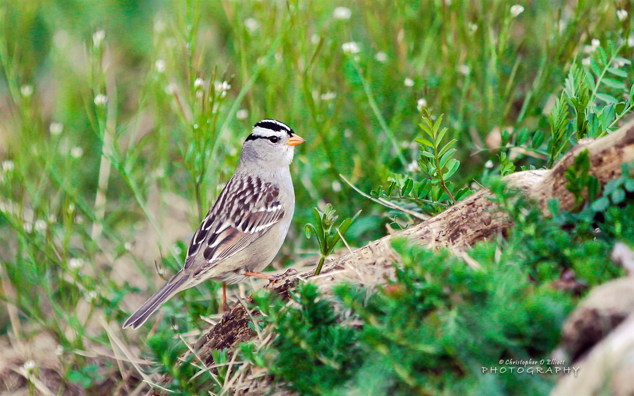 フライング動物、鳥のHDの壁紙 #4 - 1280x800