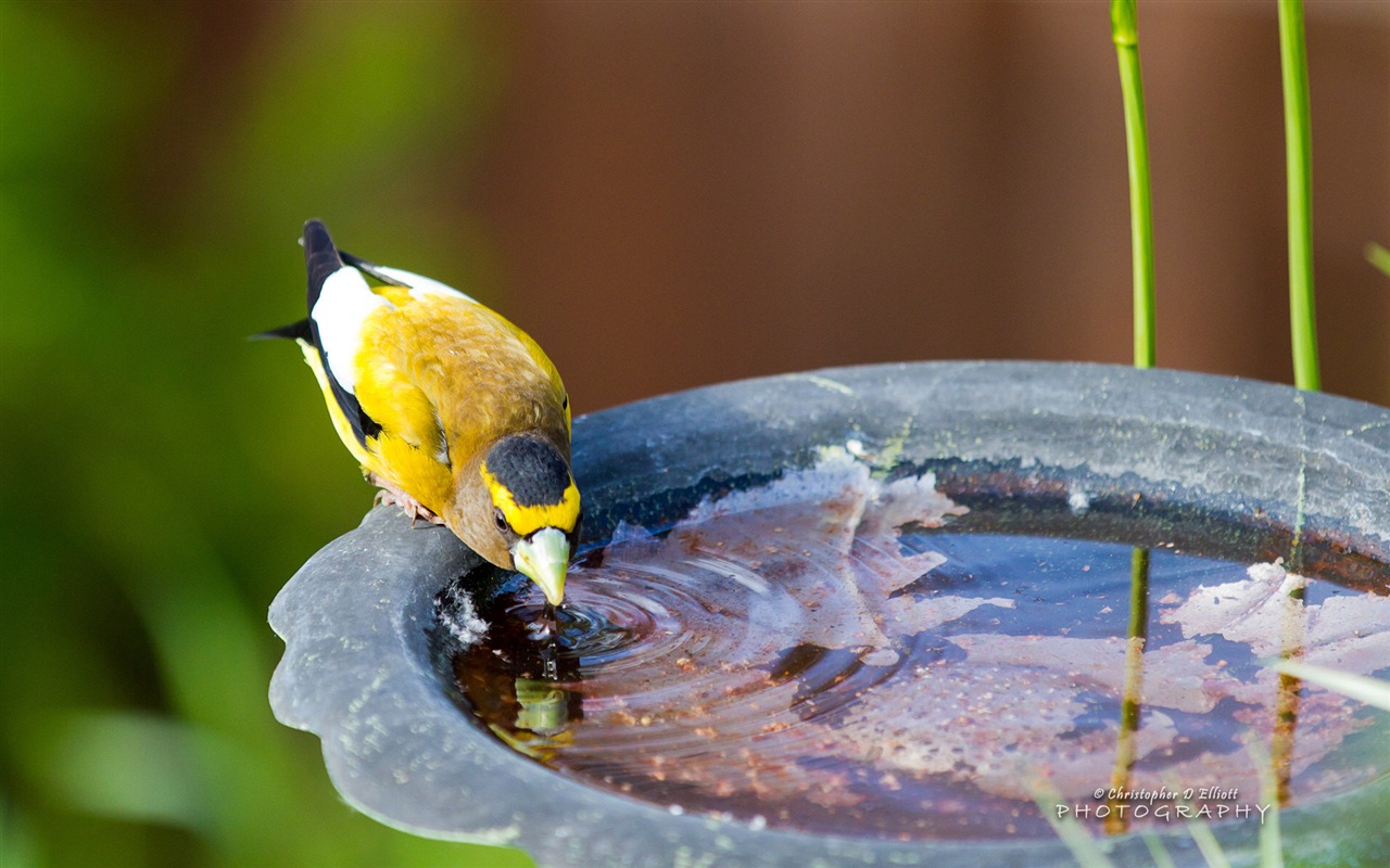 會飛的動物，鳥兒 高清壁紙 #6 - 1280x800