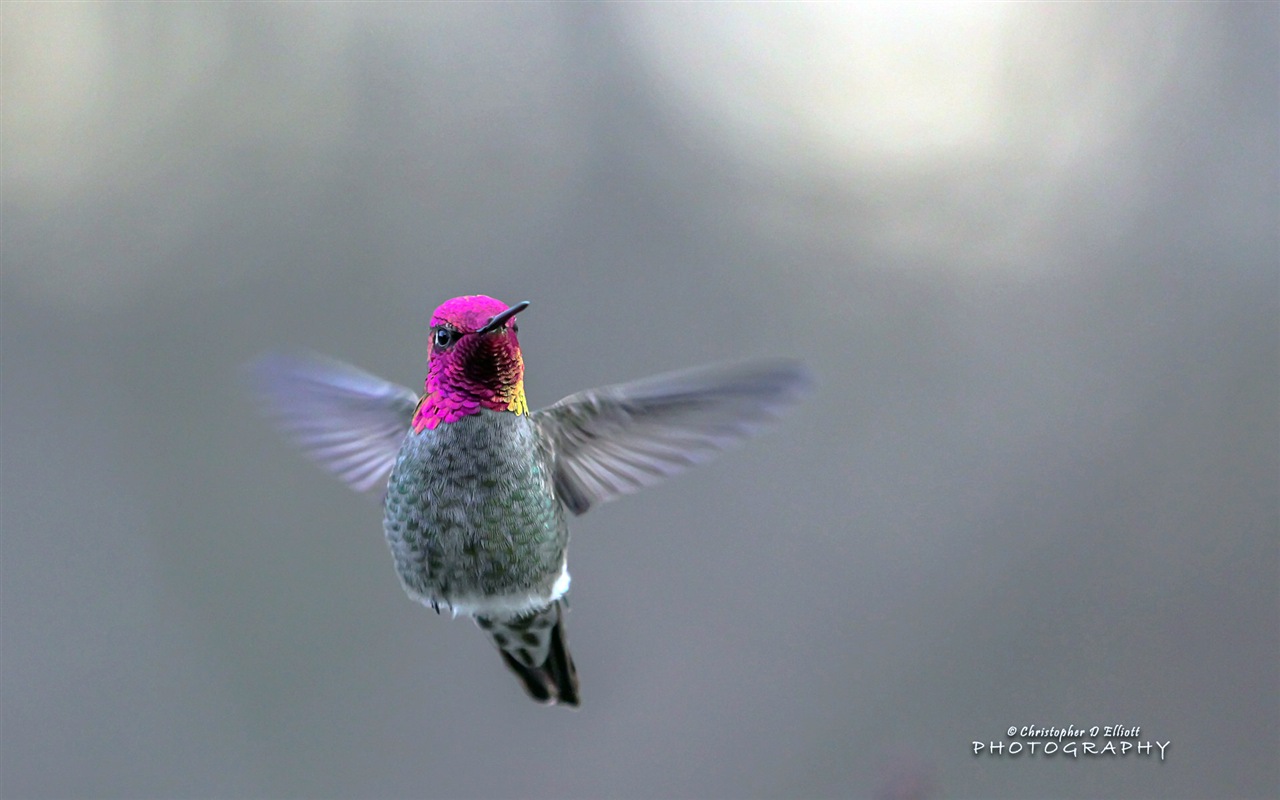 會飛的動物，鳥兒 高清壁紙 #8 - 1280x800