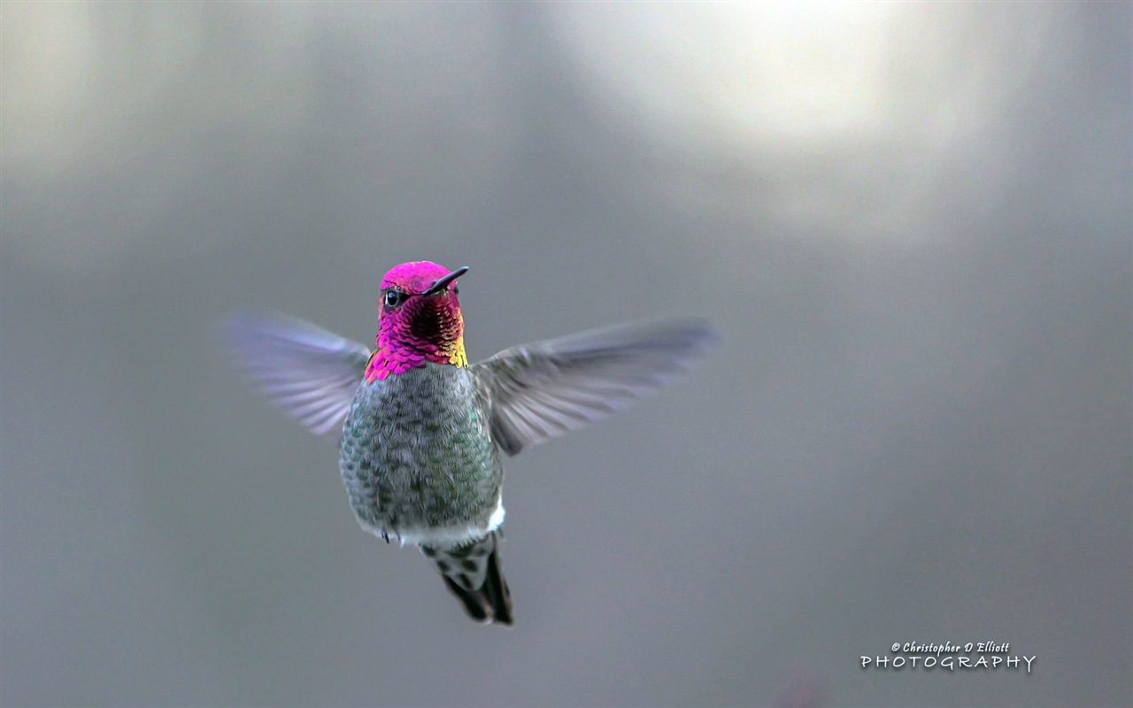 Fondos de pantalla de animales que vuelan, las aves de alta definición #8 - 1280x800