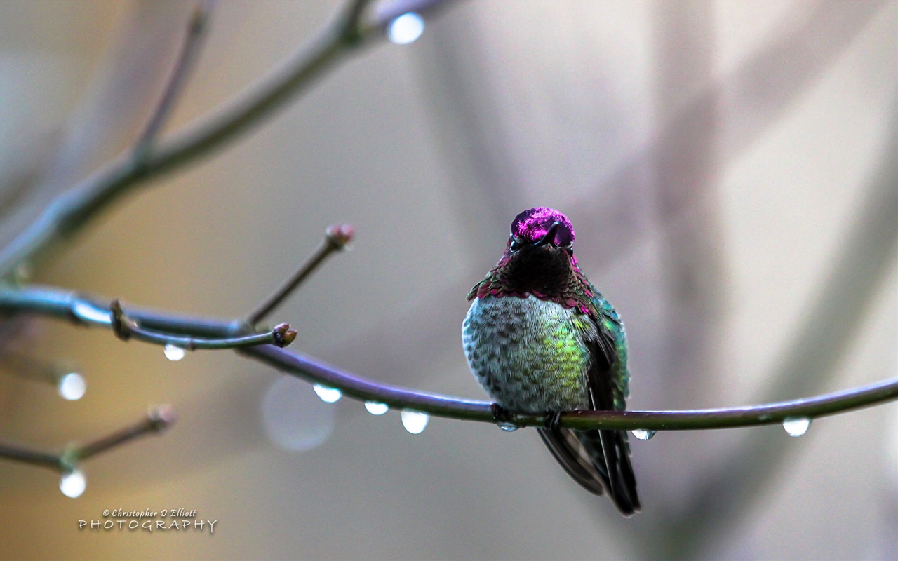 會飛的動物，鳥兒 高清壁紙 #9 - 1280x800