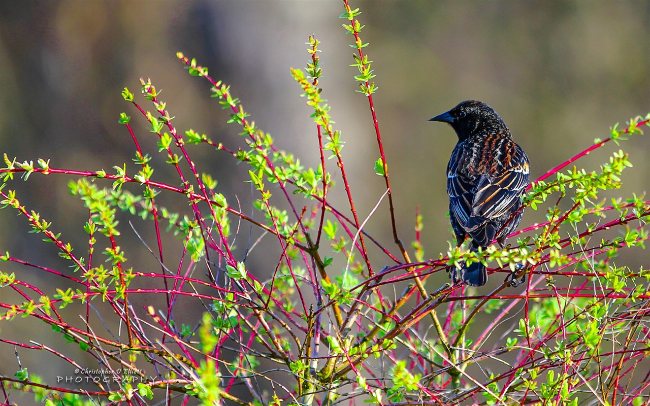 Fondos de pantalla de animales que vuelan, las aves de alta definición #12 - 1280x800