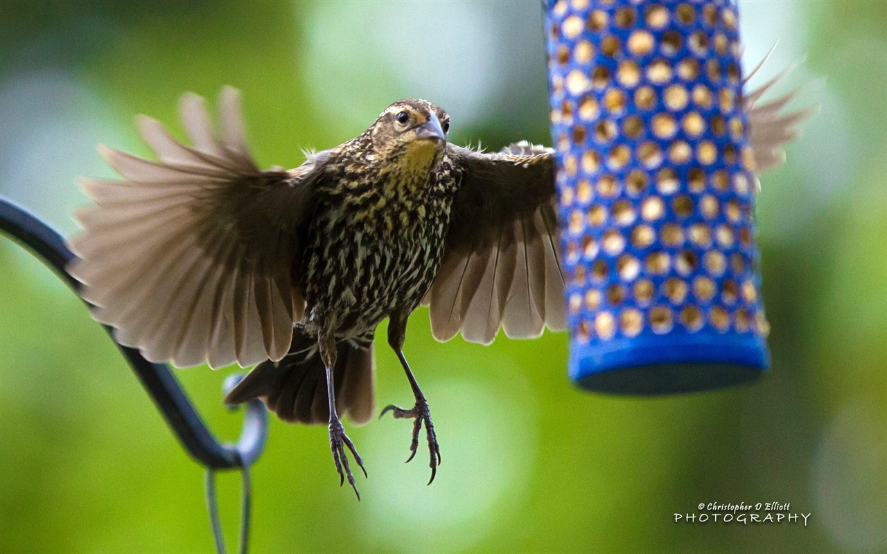 Fondos de pantalla de animales que vuelan, las aves de alta definición #13 - 1280x800