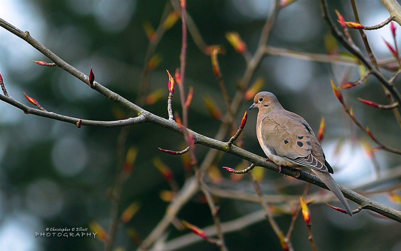 會飛的動物，鳥兒 高清壁紙 #14 - 1280x800