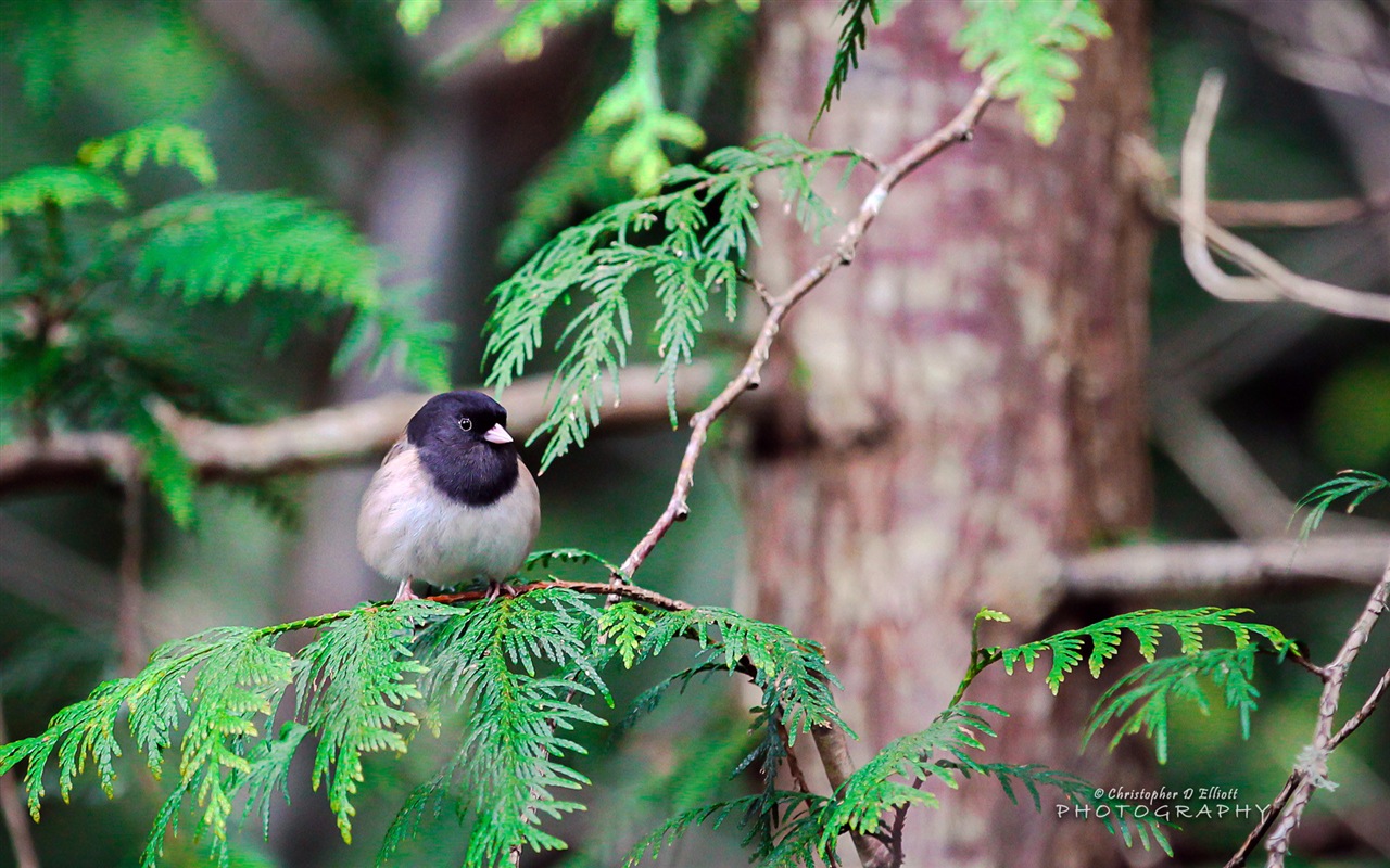 會飛的動物，鳥兒 高清壁紙 #16 - 1280x800