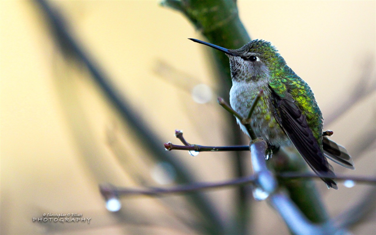 Fondos de pantalla de animales que vuelan, las aves de alta definición #17 - 1280x800