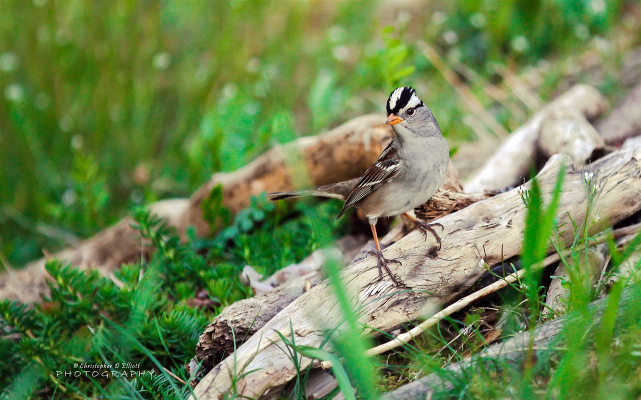 Létající zvířata, ptáci HD tapety na plochu #18 - 1280x800