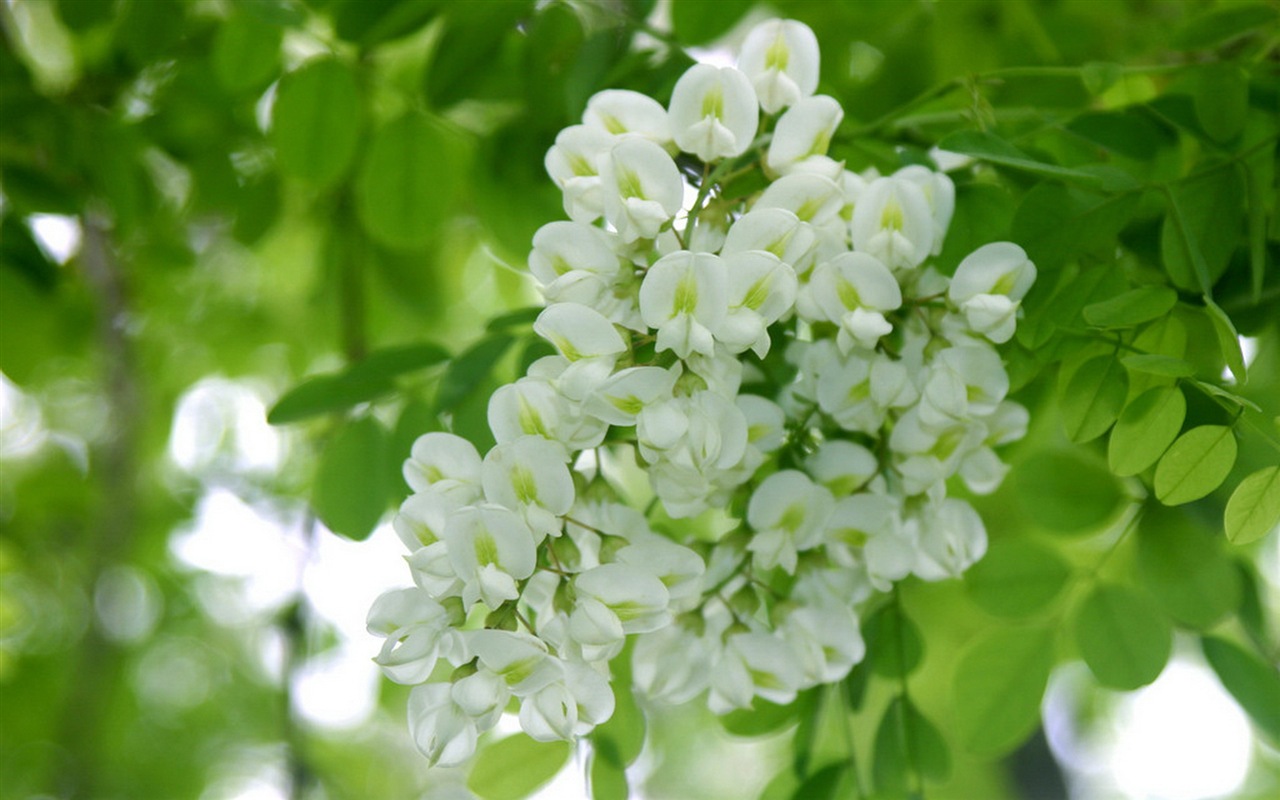 White pink locust tree flowers HD wallpapers #2 - 1280x800