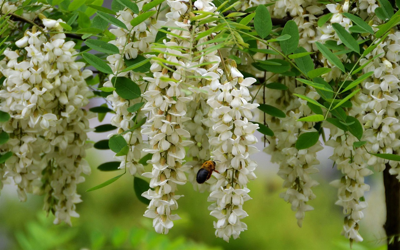 White pink locust tree flowers HD wallpapers #3 - 1280x800