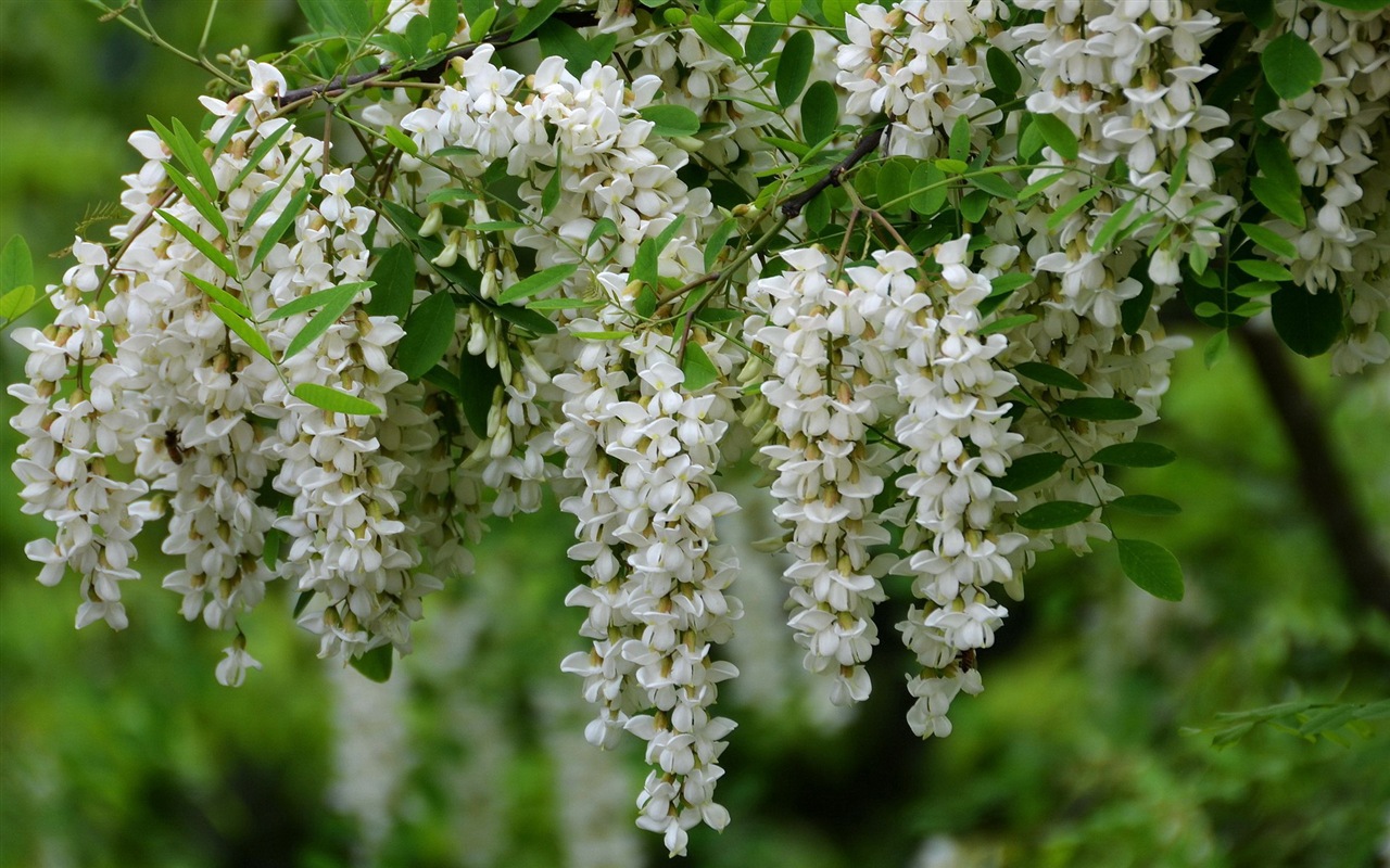 White pink locust tree flowers HD wallpapers #5 - 1280x800