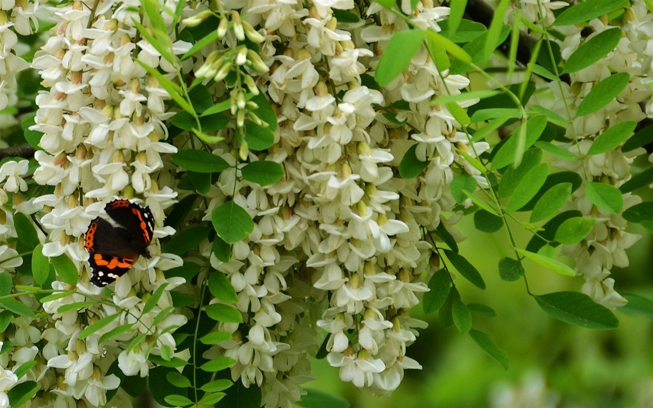 白色粉红色槐树花 高清壁纸6 - 1280x800