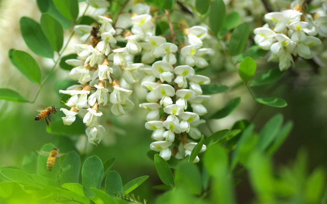 White pink locust tree flowers HD wallpapers #7 - 1280x800