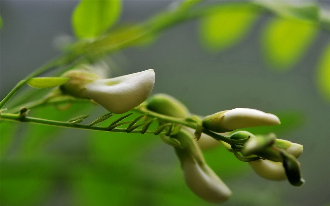 White pink locust tree flowers HD wallpapers #9 - 1280x800