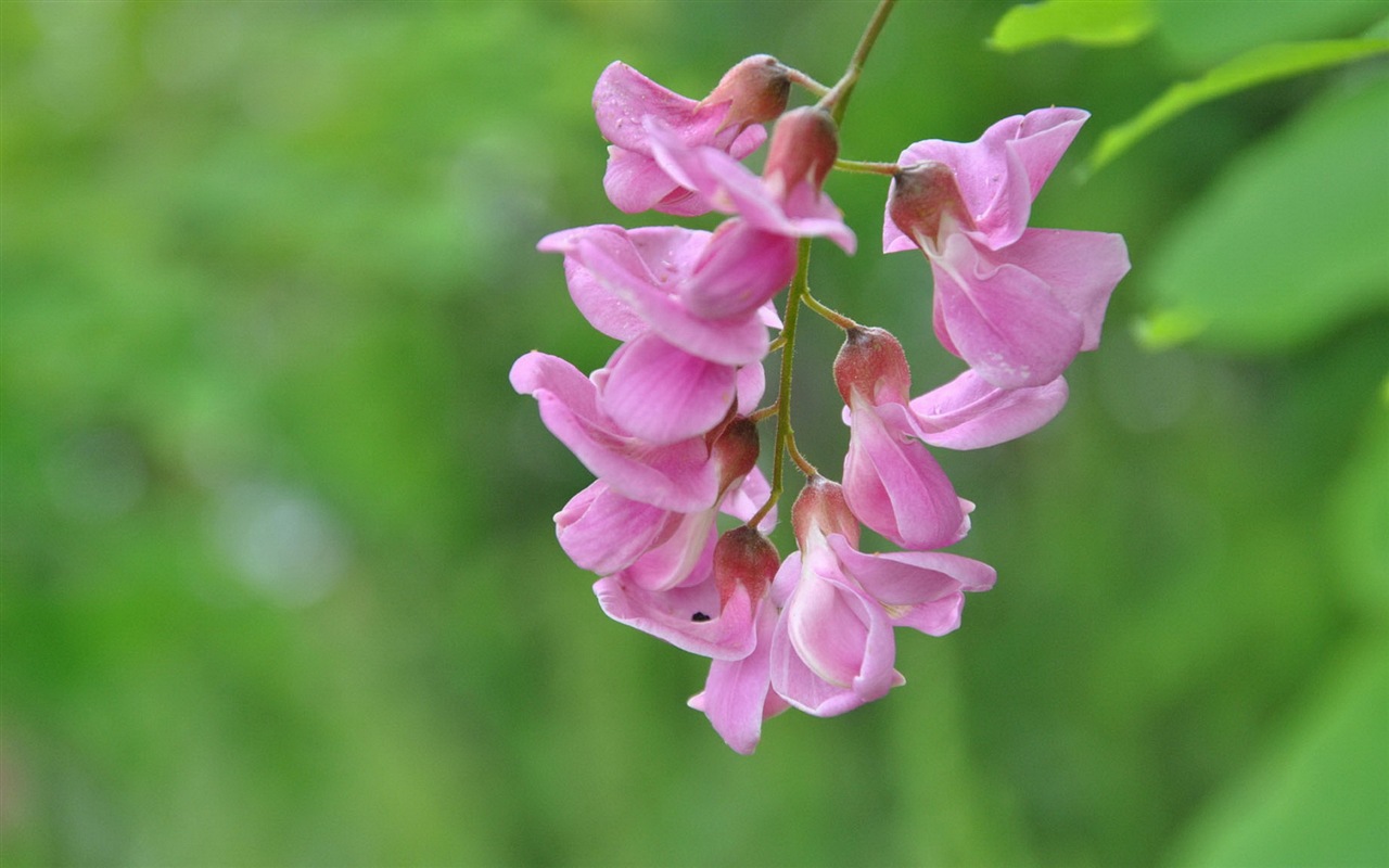 White pink locust tree flowers HD wallpapers #10 - 1280x800