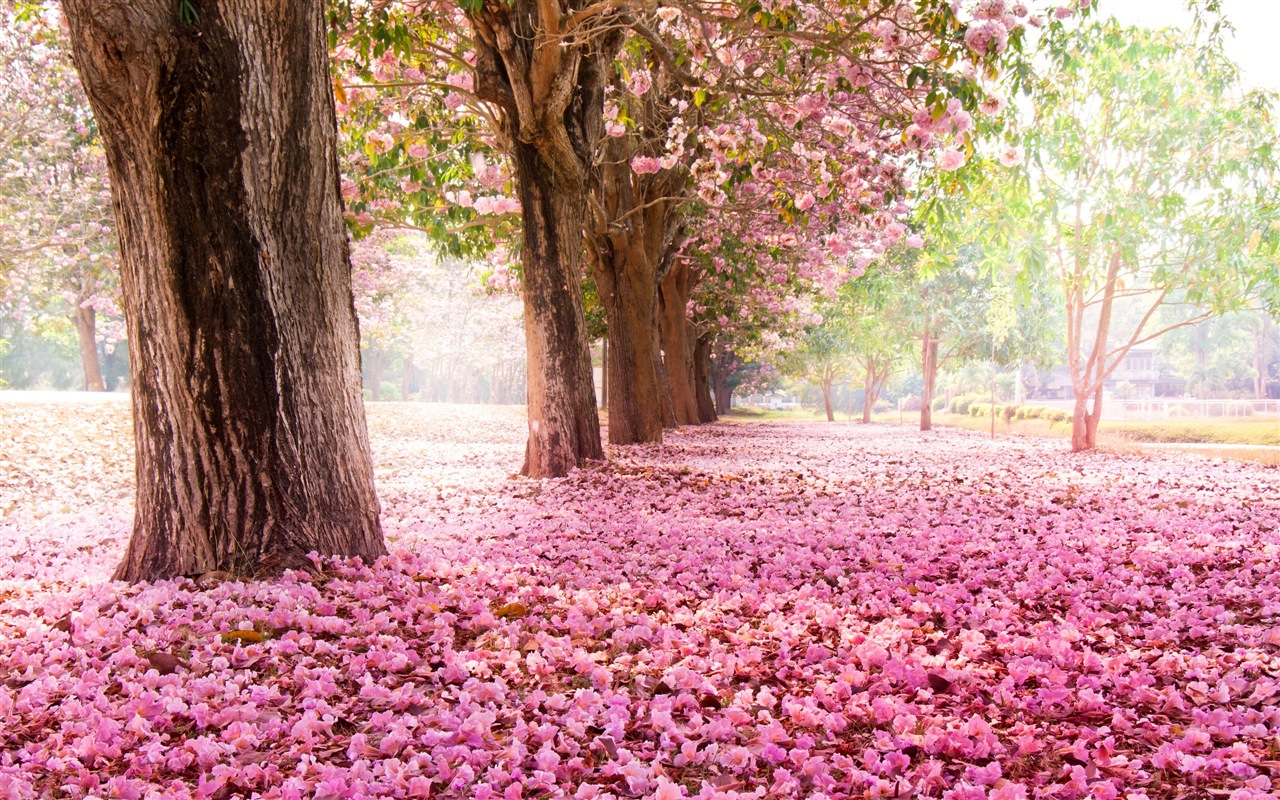 Blumen fallen auf Boden, schönen HD Wallpaper #1 - 1280x800