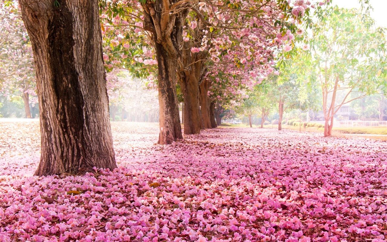 Fleurs tombent sur ​​le sol, beaux fonds d'écran HD #1 - 1280x800