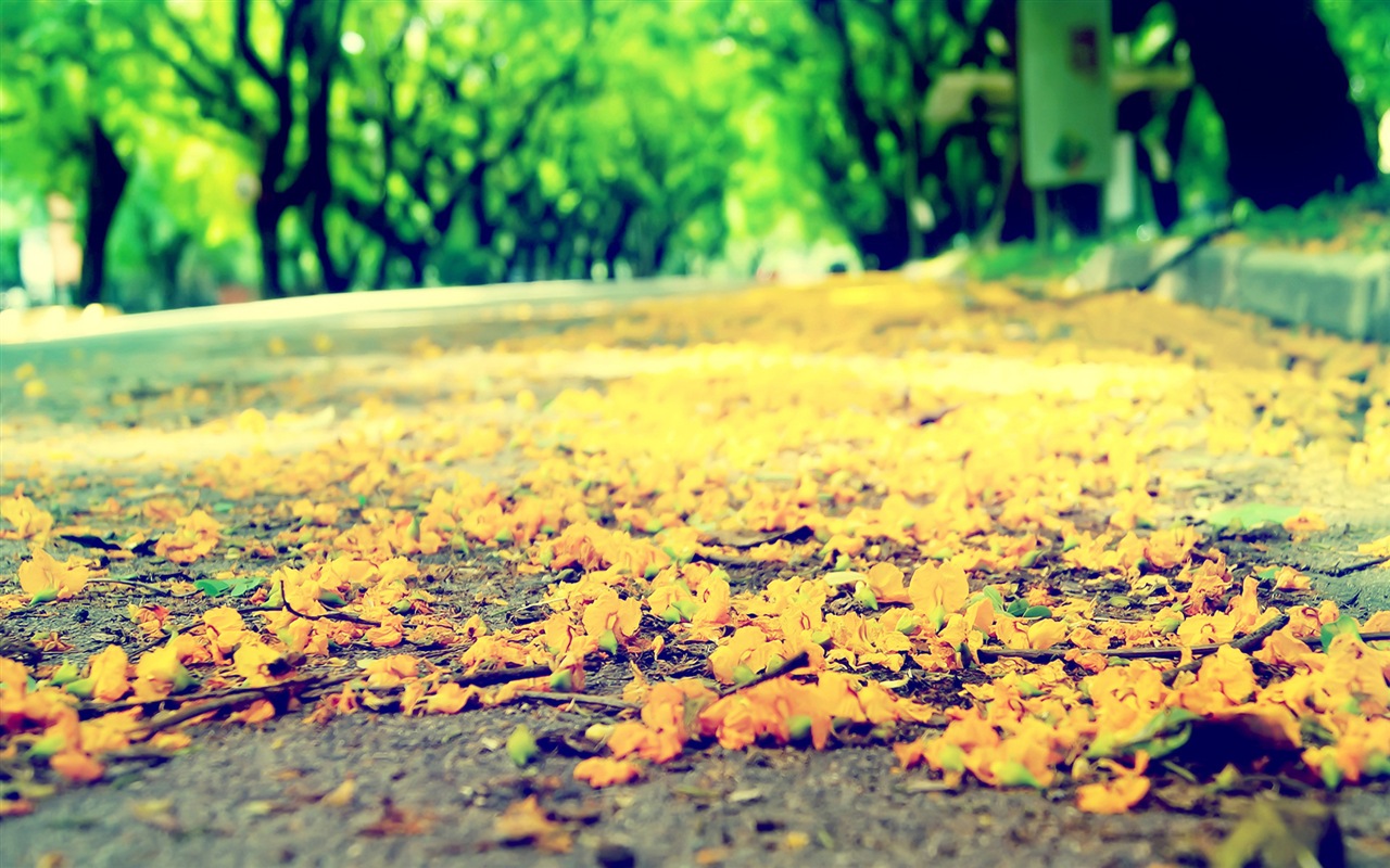 Flowers fall on ground, beautiful HD wallpapers #3 - 1280x800