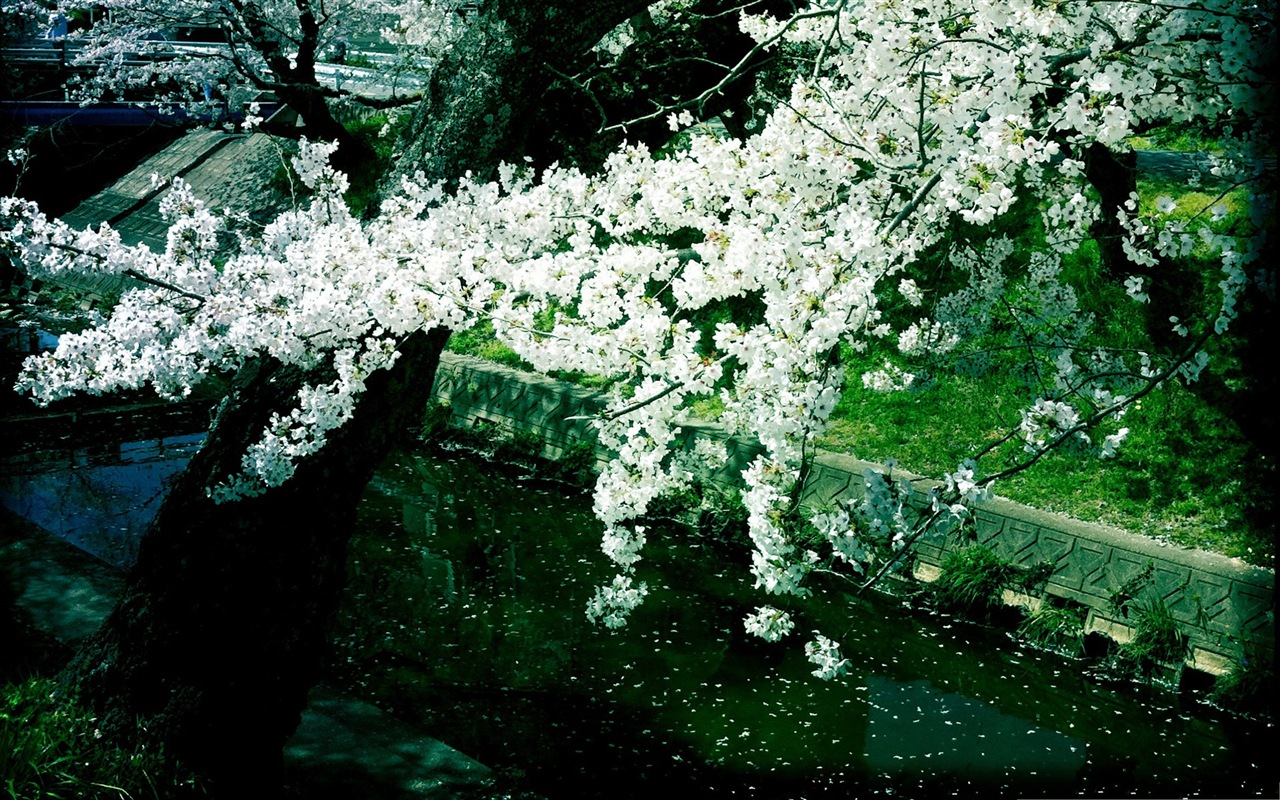 Flores caen en el suelo, hermosos fondos de pantalla de alta definición #5 - 1280x800