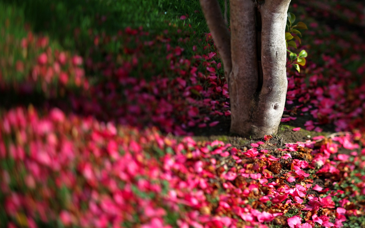 Flowers fall on ground, beautiful HD wallpapers #7 - 1280x800