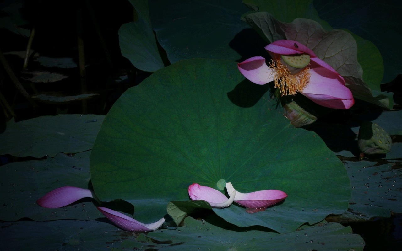 鲜花落在地上，漂亮的高清壁纸10 - 1280x800