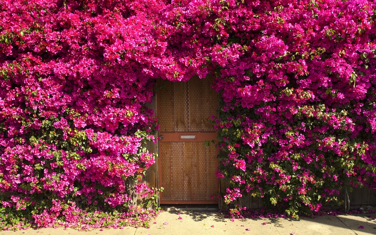 Fleurs tombent sur ​​le sol, beaux fonds d'écran HD #12 - 1280x800