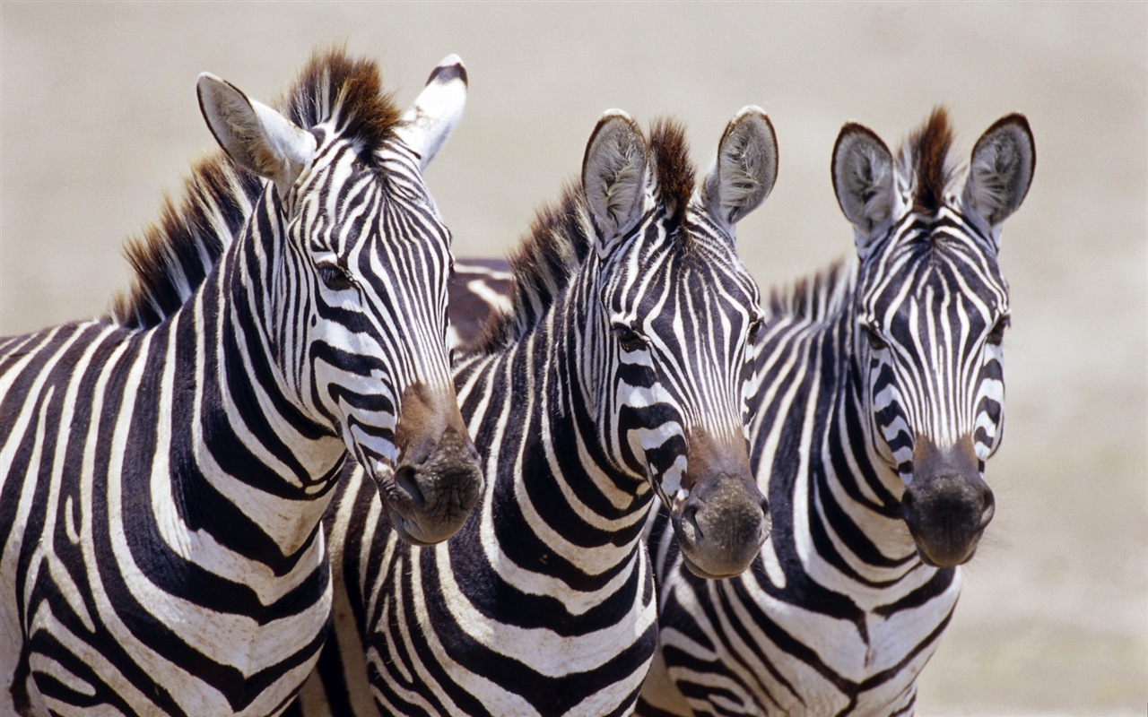 Schwarz-weiß gestreifte Tier, Zebra HD Wallpaper #1 - 1280x800