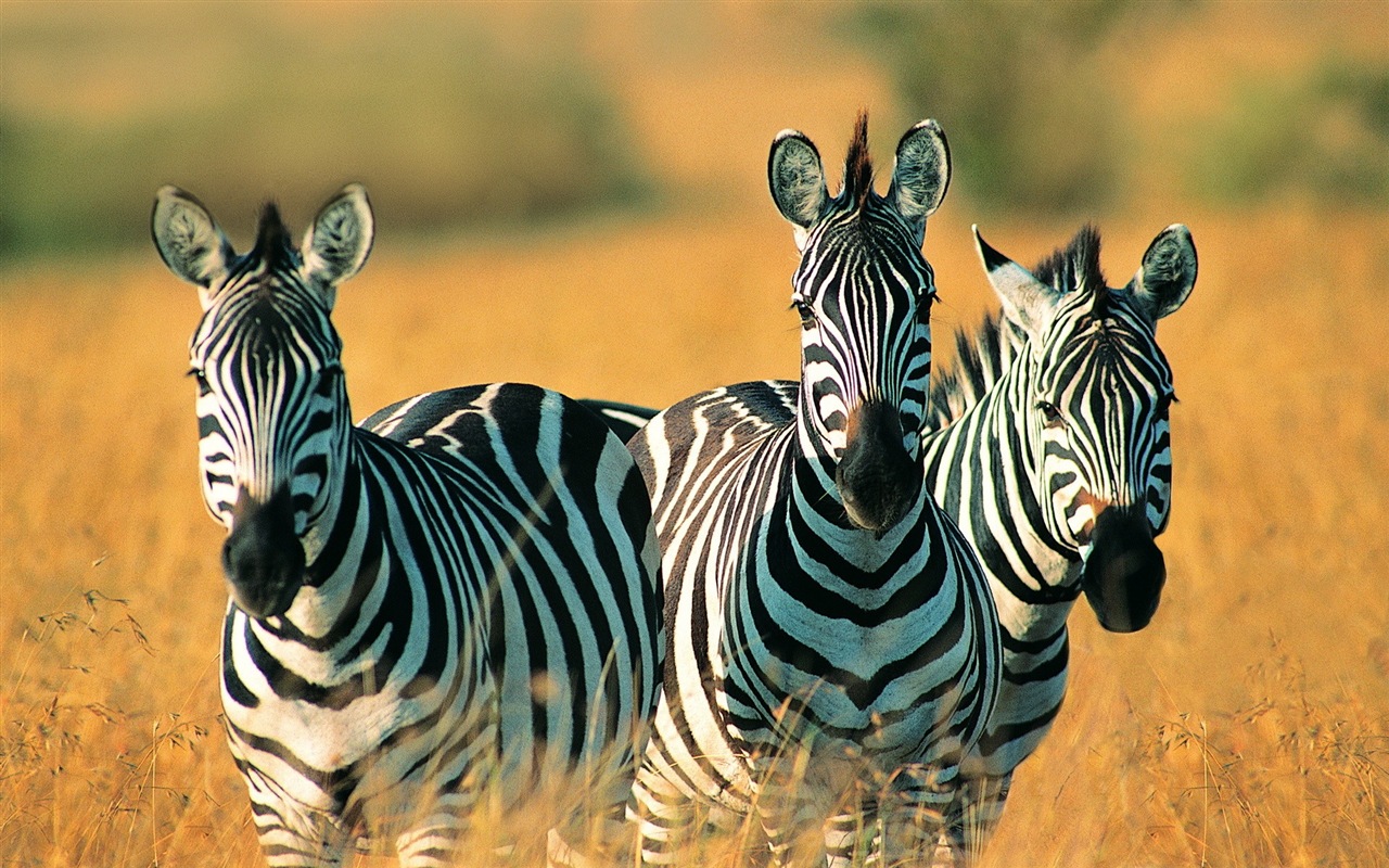 Černá a bílá pruhované zvíře, zebra HD tapety na plochu #3 - 1280x800