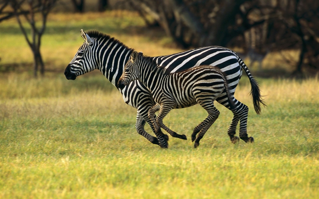 Černá a bílá pruhované zvíře, zebra HD tapety na plochu #6 - 1280x800