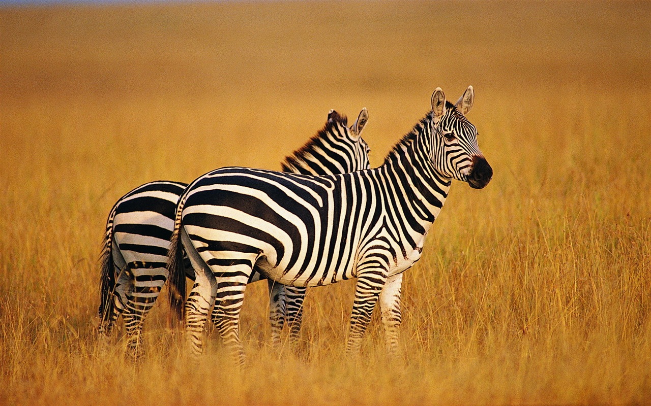 Schwarz-weiß gestreifte Tier, Zebra HD Wallpaper #7 - 1280x800