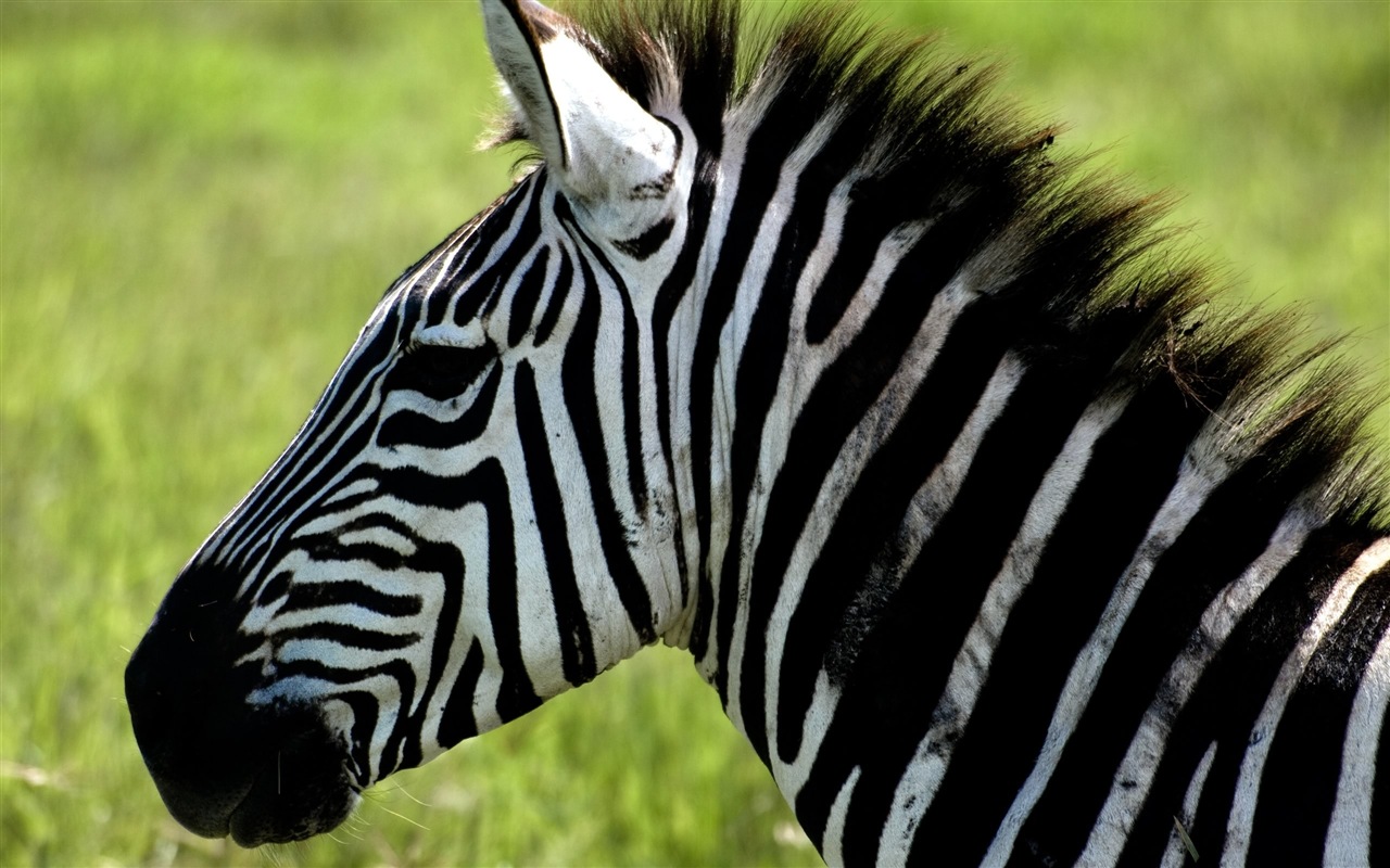 Černá a bílá pruhované zvíře, zebra HD tapety na plochu #9 - 1280x800