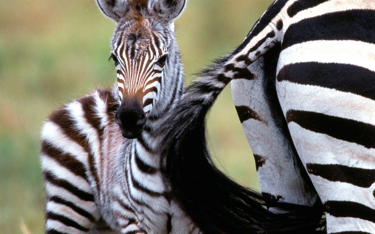 Animal rayé noir et blanc, zèbre fonds d'écran HD #10 - 1280x800