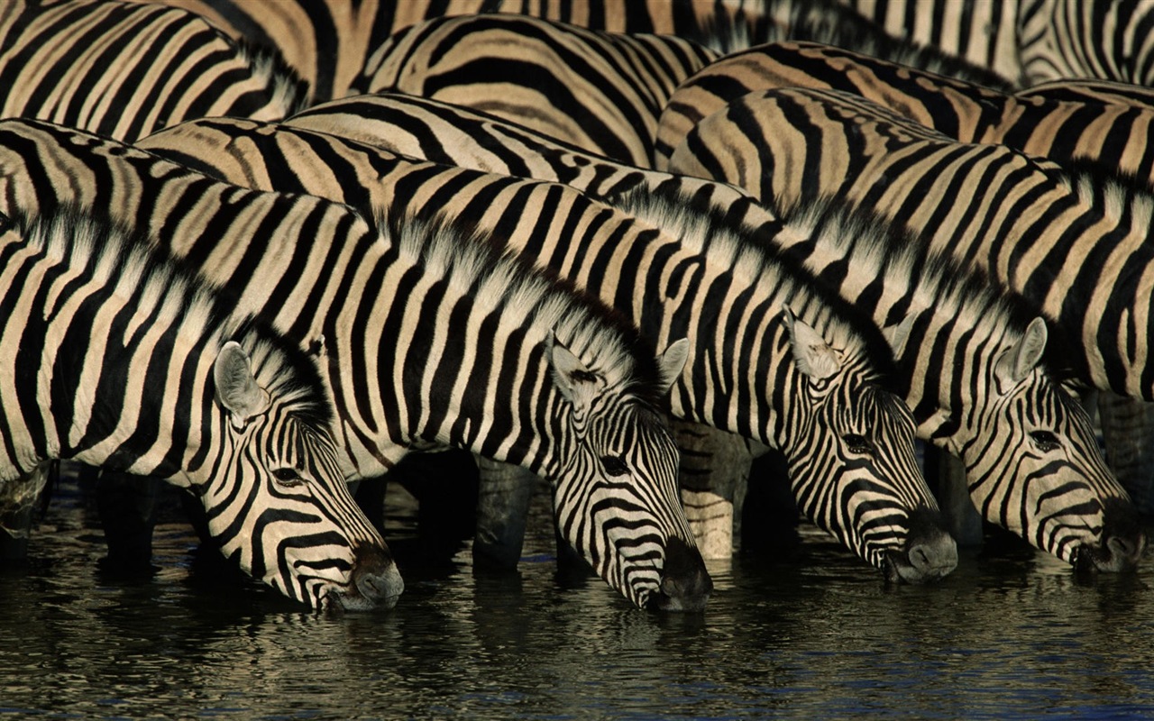 Černá a bílá pruhované zvíře, zebra HD tapety na plochu #11 - 1280x800