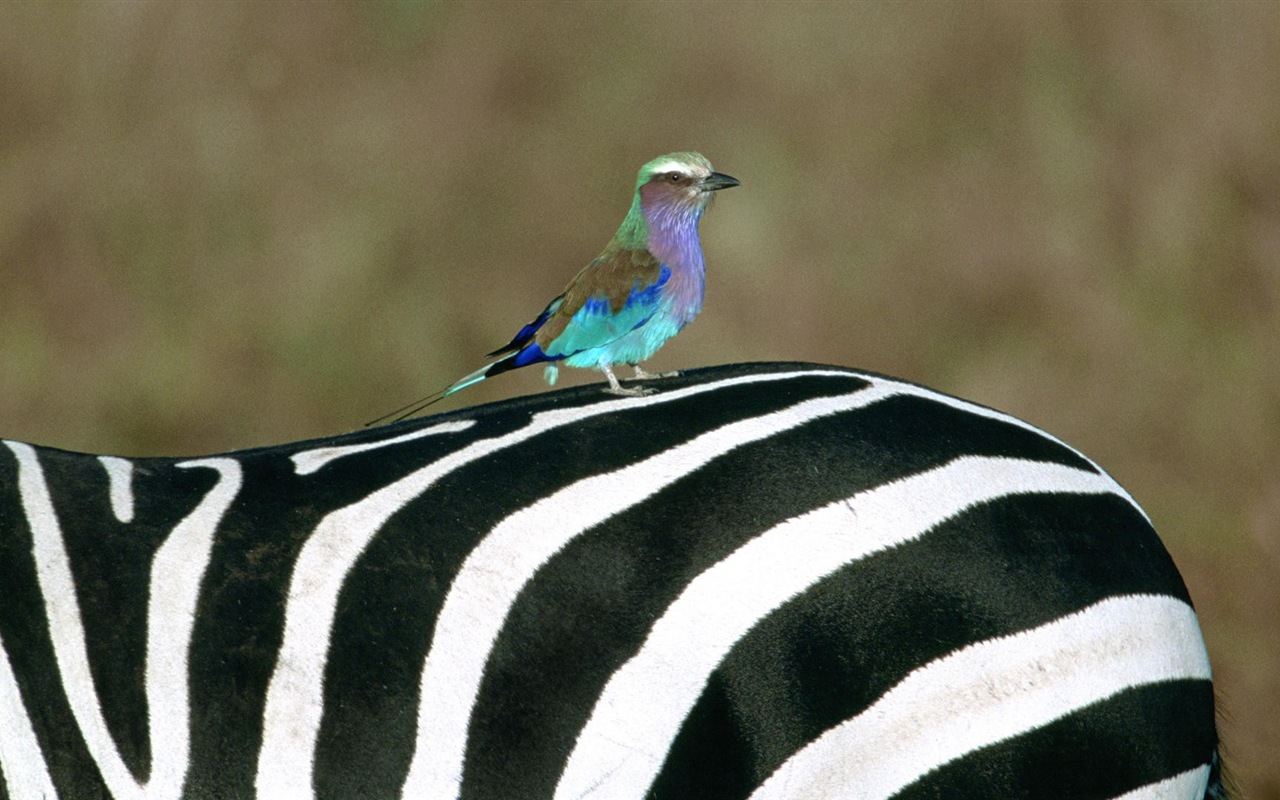 Černá a bílá pruhované zvíře, zebra HD tapety na plochu #13 - 1280x800