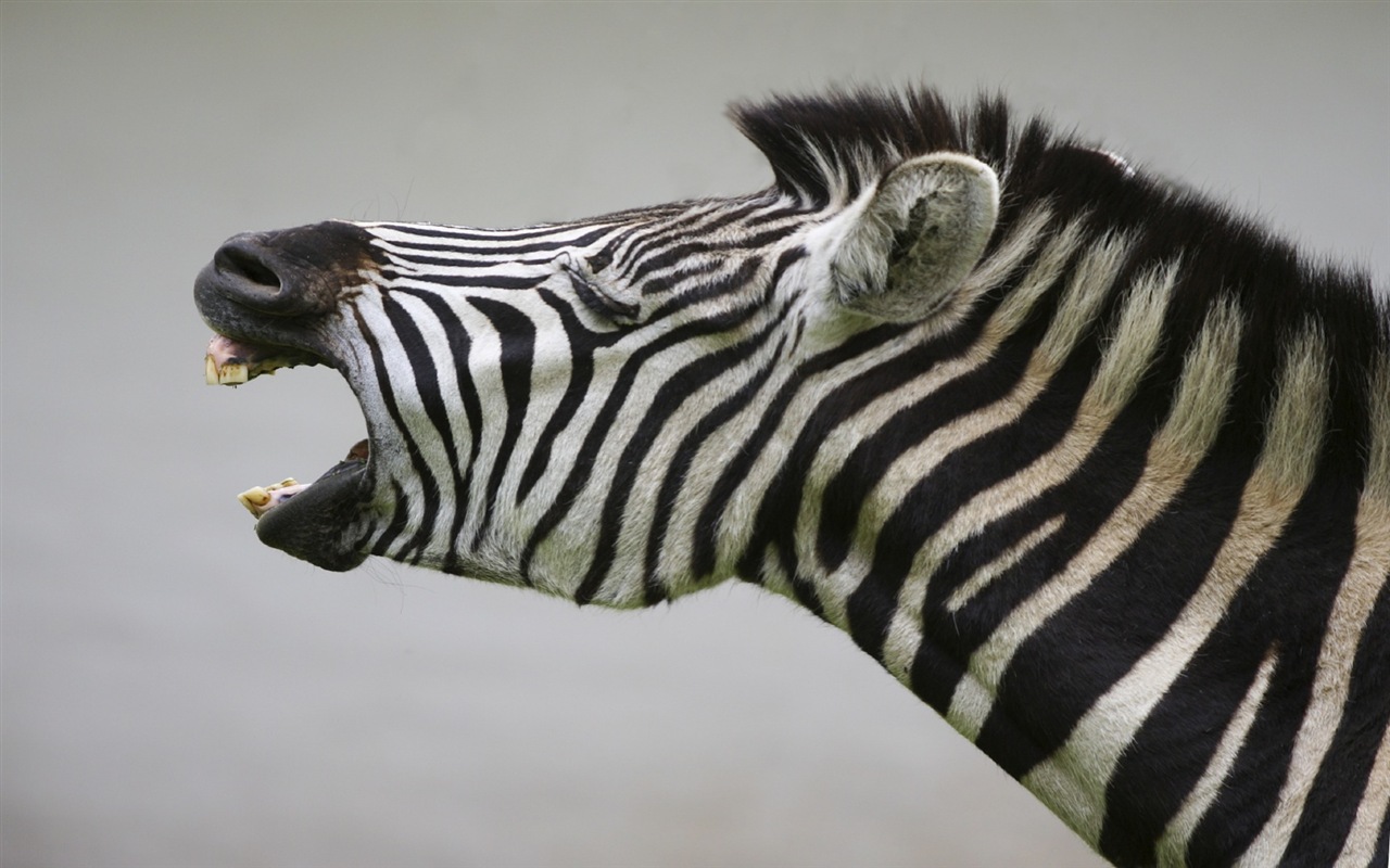 Animal rayé noir et blanc, zèbre fonds d'écran HD #14 - 1280x800