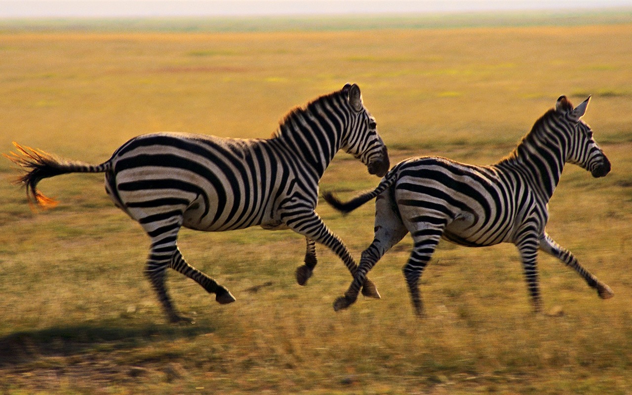 Animal rayé noir et blanc, zèbre fonds d'écran HD #15 - 1280x800