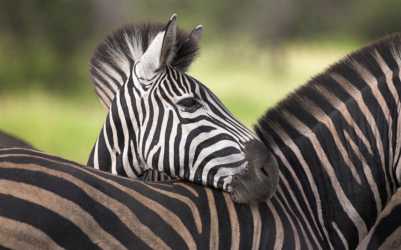 Černá a bílá pruhované zvíře, zebra HD tapety na plochu #16 - 1280x800