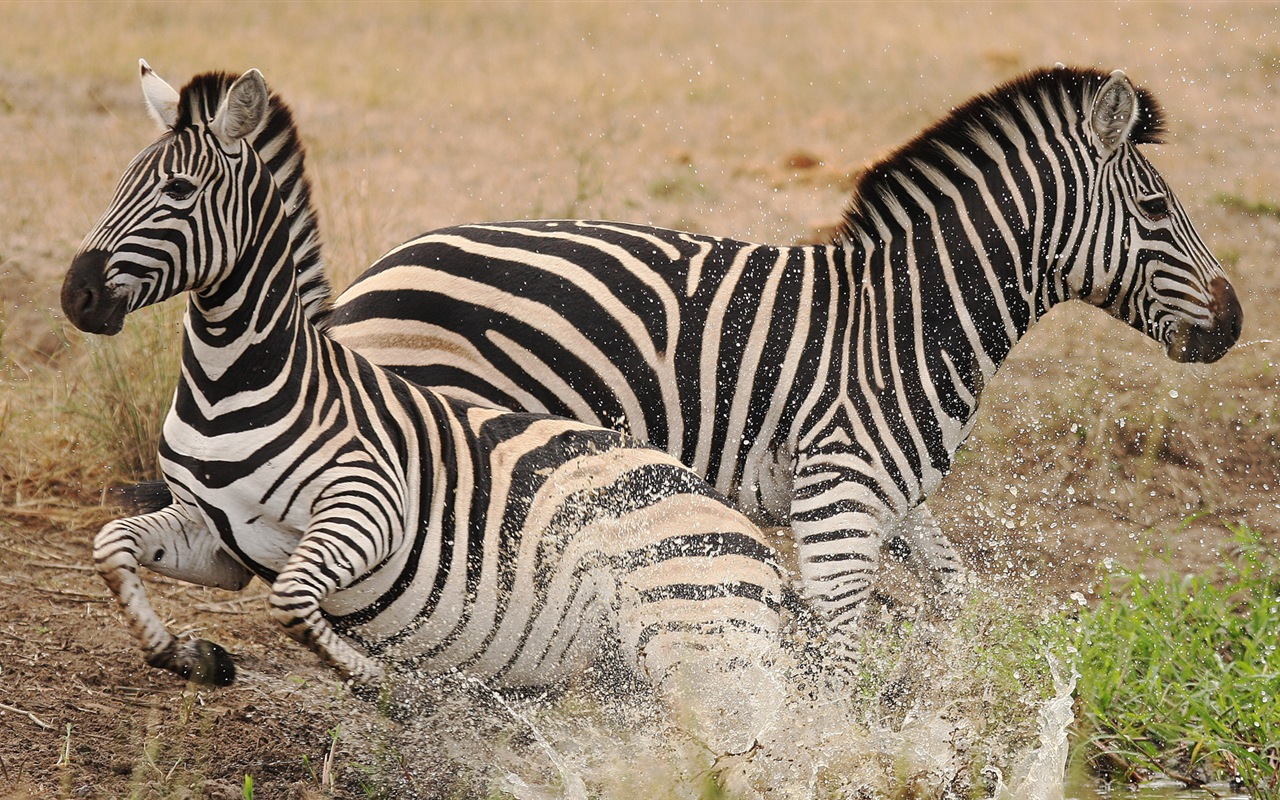 Černá a bílá pruhované zvíře, zebra HD tapety na plochu #19 - 1280x800